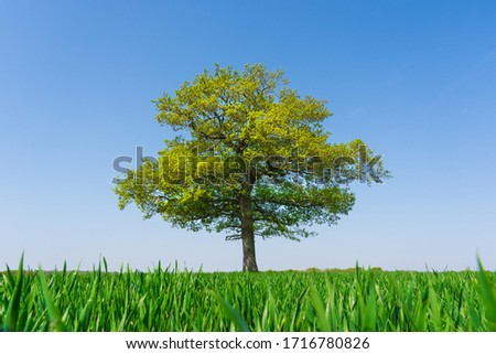 Solitary Oak tree in a field of wheat shoots against a clear blue sky in spring.  Royalty-Free Stock Photo #1716780826