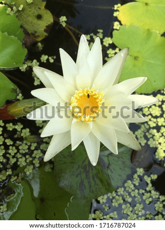 Picture of a white lotus flower blooming in a pond