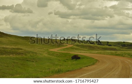 Buffalo grazing on the prairie along the Sage Creek Rim Road, Bad Lands National Park, Black Hills, South Dakota, USA