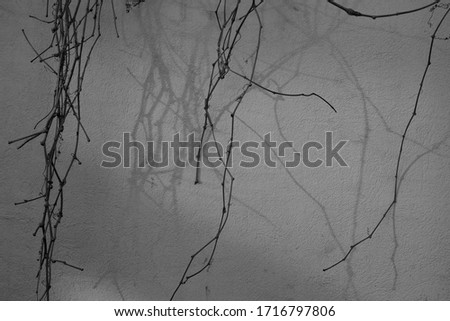 Branches in front of concrete wall. Black and white picture. Lights and shadows of  branches on background. Horizontal contrast daylight photo