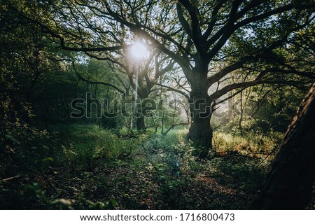 Magical enchanted primeval forest with golden sun rays beams casting through oak trees during springtime, Quakjeswater, Rockanje, The Netherlands