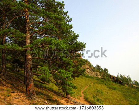Pine tree on the mountain on the blue sky and rocks
