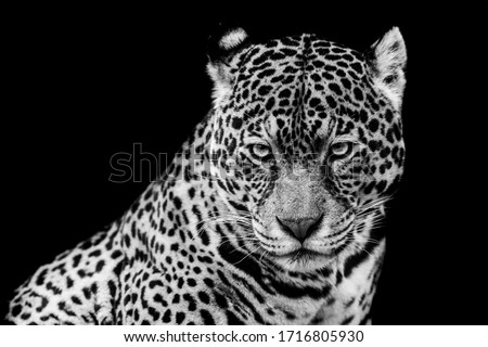 Jaguar with a black Background in B&W
