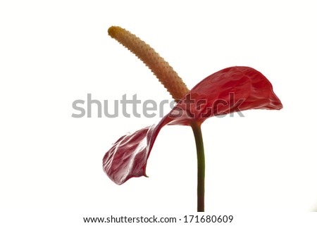 Flamingo Flower (Anthurium andraeanum)