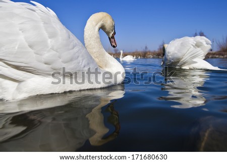 mute swan (Cygnus olor) Tulln, Lower Austria, Austria