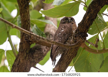 Brown hawk-owl (Ninox scutulata) also known as The Brown Boobook perched on branch in the jungle of Thailand, Predator bird.