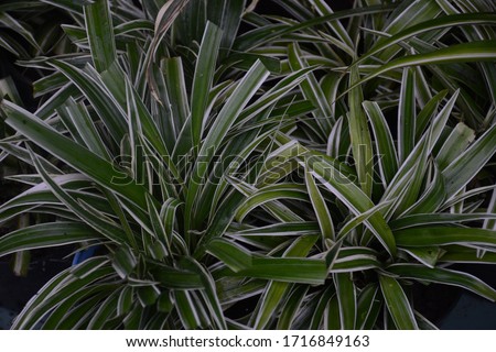 Chlorophytum comosum leaves or Spider plant or Airplane plant