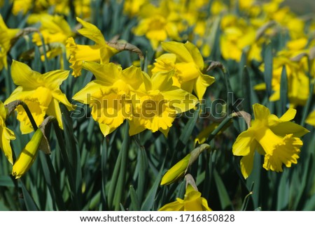 Amazing Yellow Daffodils (Narcissus jonquilla L.). The perfect image for a spring background, floral landscape. Flower field in the morning sun. Spring wallpaper with yellow flowers.