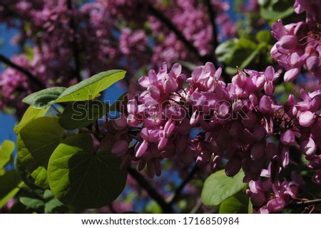 Picture of flowers in spring