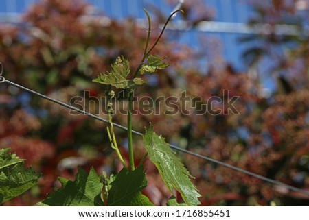 Vine leaf on a vine