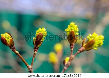 spring buds on a tree opened and released leaves