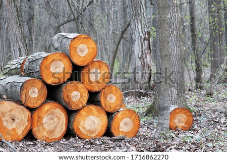 Firewood in the woodpile on spring forest background. Logging and cut of wood