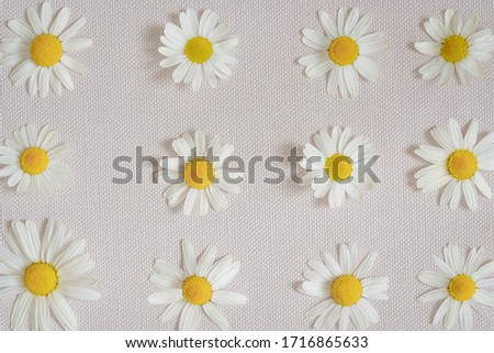 White daisy camomile on light beige-pink pastel background.Beautiful flower pattern.