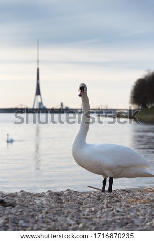 A swan posing for a picture near a river in Europe, Latvia