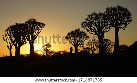 Quiver tree Forest - Keetmanshoop 2019 Namibia