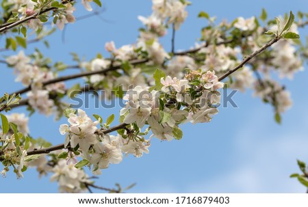 White apple tree flowers blossom, bloom against blue sky. Green leaves, buds, petals on branches close up shot. Soft focus blurred bokeh. April, may spring time orchard garden sunlight shot.