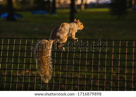 Squirrel on a fence in the park in New York