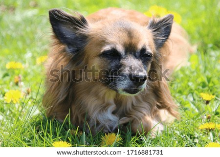 Dog enjoying sunshine at the park