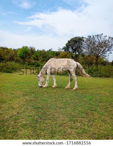 A horse grazing in field 