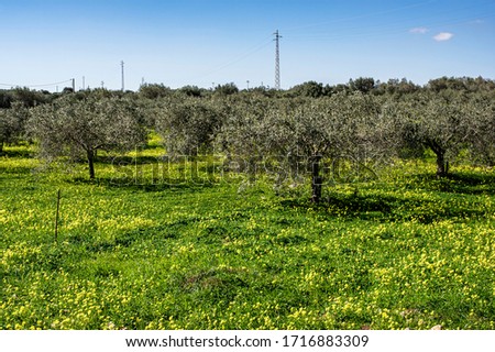 Italy Sardinia Photograph of Landscape Countryside with Olive Trees and Spontaneous Vegetation