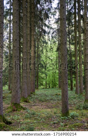 Spring hike on a forest path in the green Eifel, Germany
