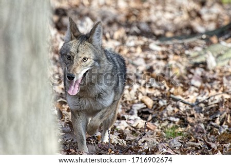 A closeup shot of a wolf walking on the ground with fallen dry leaves