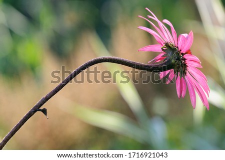 Image of an echinacea flower turned away from the camera.
Selective focus