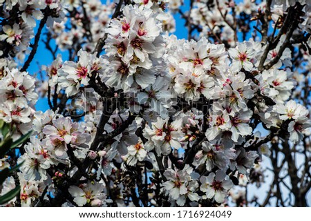 Close-up Macro Photography Almond Blossom Almond Tree in Bloom and Branches of Almond Blossom with Selective Focus Sardinia Countryside
