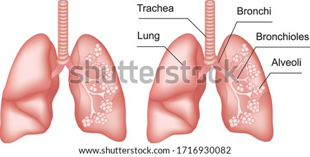 Lungs anatomy with inscription. Internal organs of the human body isolated on white background. Respiratory system realistic vector illustration for medicine, healthcare and science.  Royalty-Free Stock Photo #1716930082