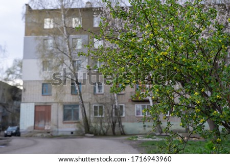 Green spaces in the city in the form of a bush of currant with yellow flowers on the background of a multi-storey building