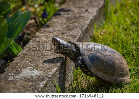 The turtle climbs onto a concrete fence.