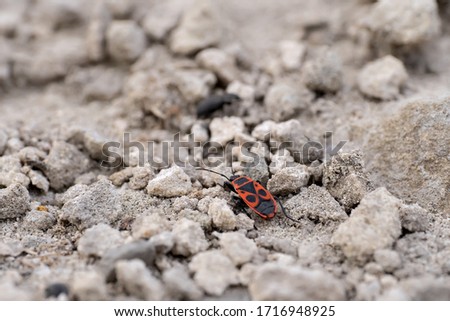 Bedbug soldier with bright coloring on bright sand