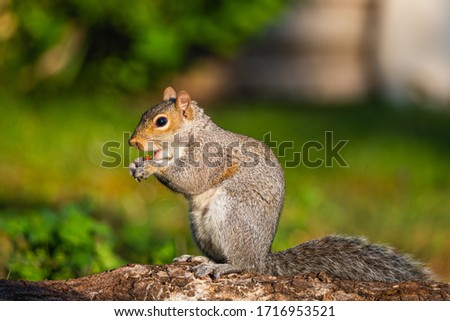 Grey squirrel feeding on a nut