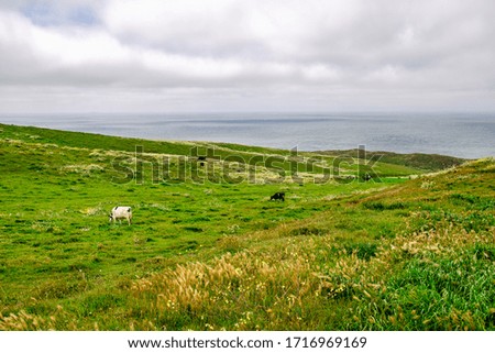 Cows graze in a meadow near the Pacific Ocean, California