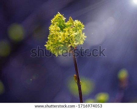 Beautiful first spring flowers on a tree branch on a sunny day. Close-up. Selective focus