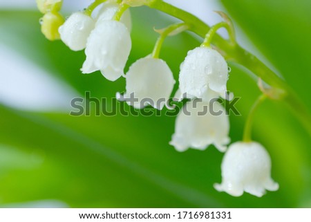 Lily of the valley close-up, detailed bright macro photo. The concept of spring, may, summer. Floral background.
