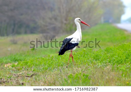 Cute stork walking in park,photo,bird