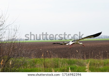 Cute stork flying in park,photo,bird