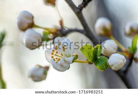 blooming flowers of a flowering apricot tree close-up against the background of the sunset sun disk, low depth of field