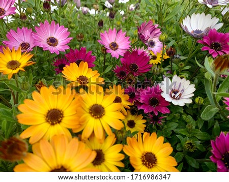 colorful daisies and white daisies in nature 