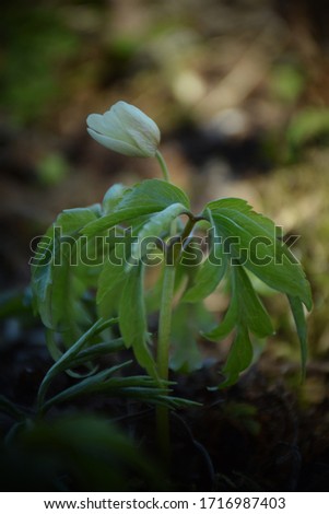 White wood anemone flower. Stock Image