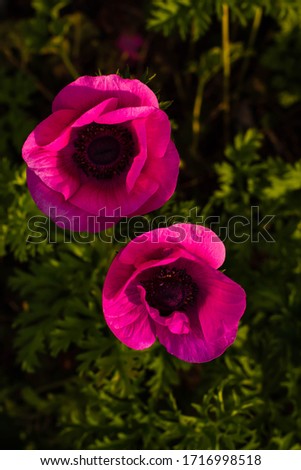 Top view of  Anemone flower in Spring season, selective focus