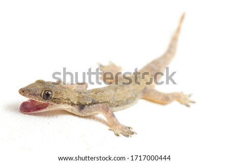 Asian House lizard (hemidactylus) or common gecko isolated on white background