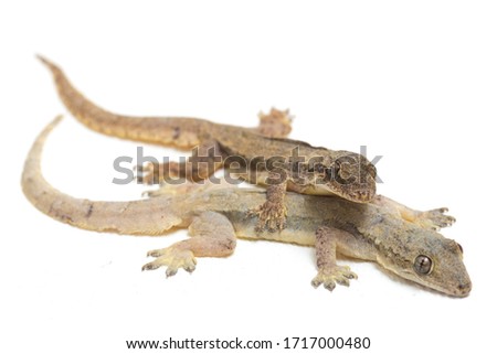 Asian House lizard (hemidactylus) or common gecko isolated on white background