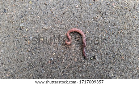 worm on wet pavement after rain in the daytime top view