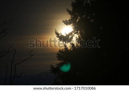 a super moon picture covered by a tree