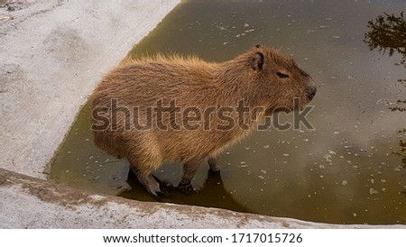 brown adult capybara in a dirty water puddle