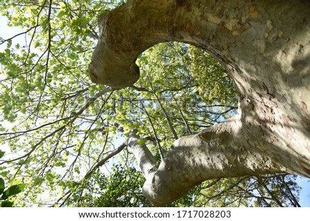 Sycamore (Platanus) bark and leaves / Platanaceae deciduous tree