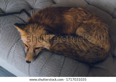 sad red domestic fox is lying on the sofa