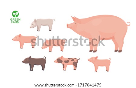 Farm Animal Pig with Funny Piggy. Little Piglet. Vector Set. Royalty-Free Stock Photo #1717041475